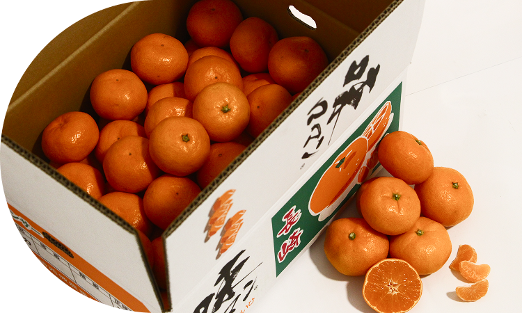 業界注目の美味しいミカン、<br>糖酸比が抜群の「味ロマン」