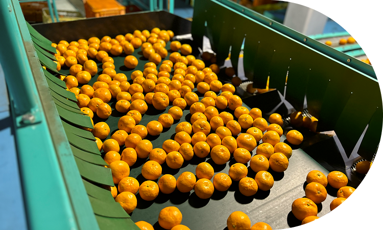 最新選果機で安定品質を実現！<br>糖度の高い商品を産地直送