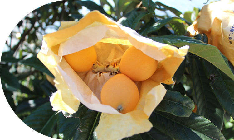 太陽と潮風の恩恵をいっぱい浴びた江戸時代から続くびわの一大産地長崎県！