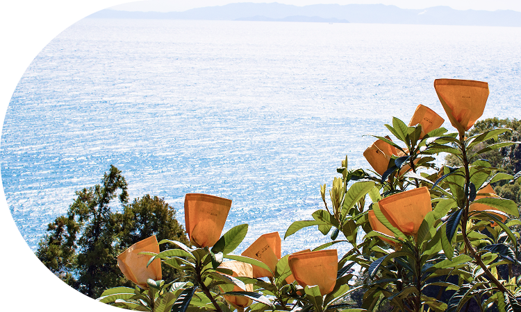 「びわ講座」を定期開催！<br>立派なびわを次世代へ紡ぐ