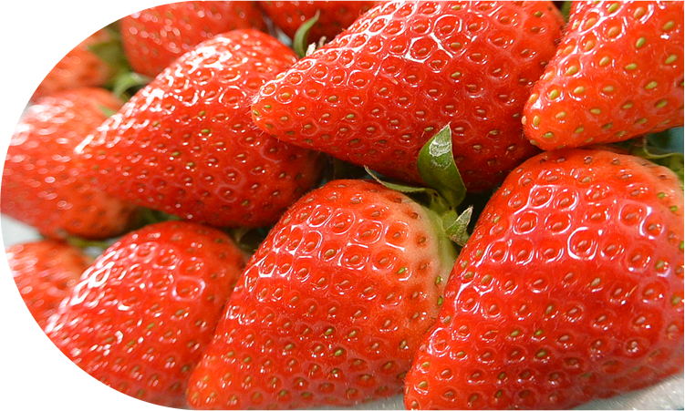 栽培適地で育まれる、優秀な果実