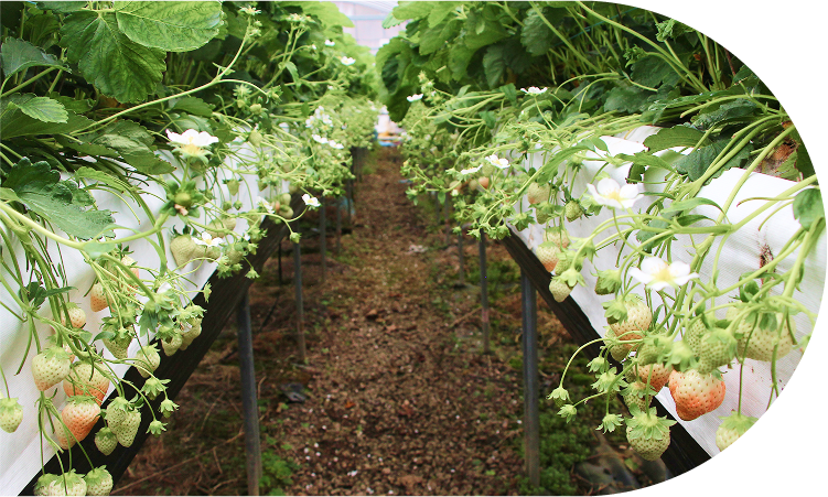 オランダから日本に。<br>イチゴ伝来は長崎から