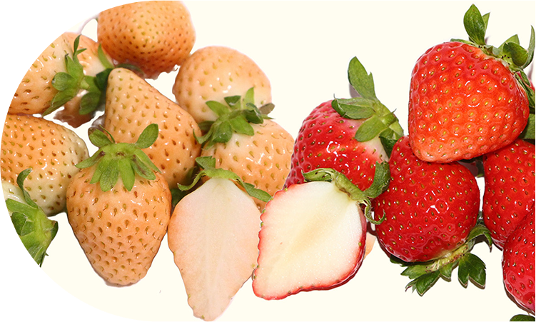 鮮度がおいしさ!<br>注目の3品種を産地直送!