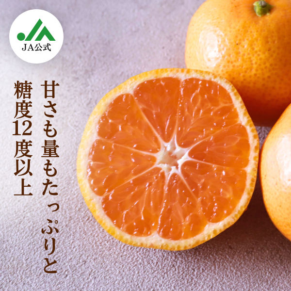 追加あり　苺①みかんさん専用 みかん_長崎味ロマン_長崎味