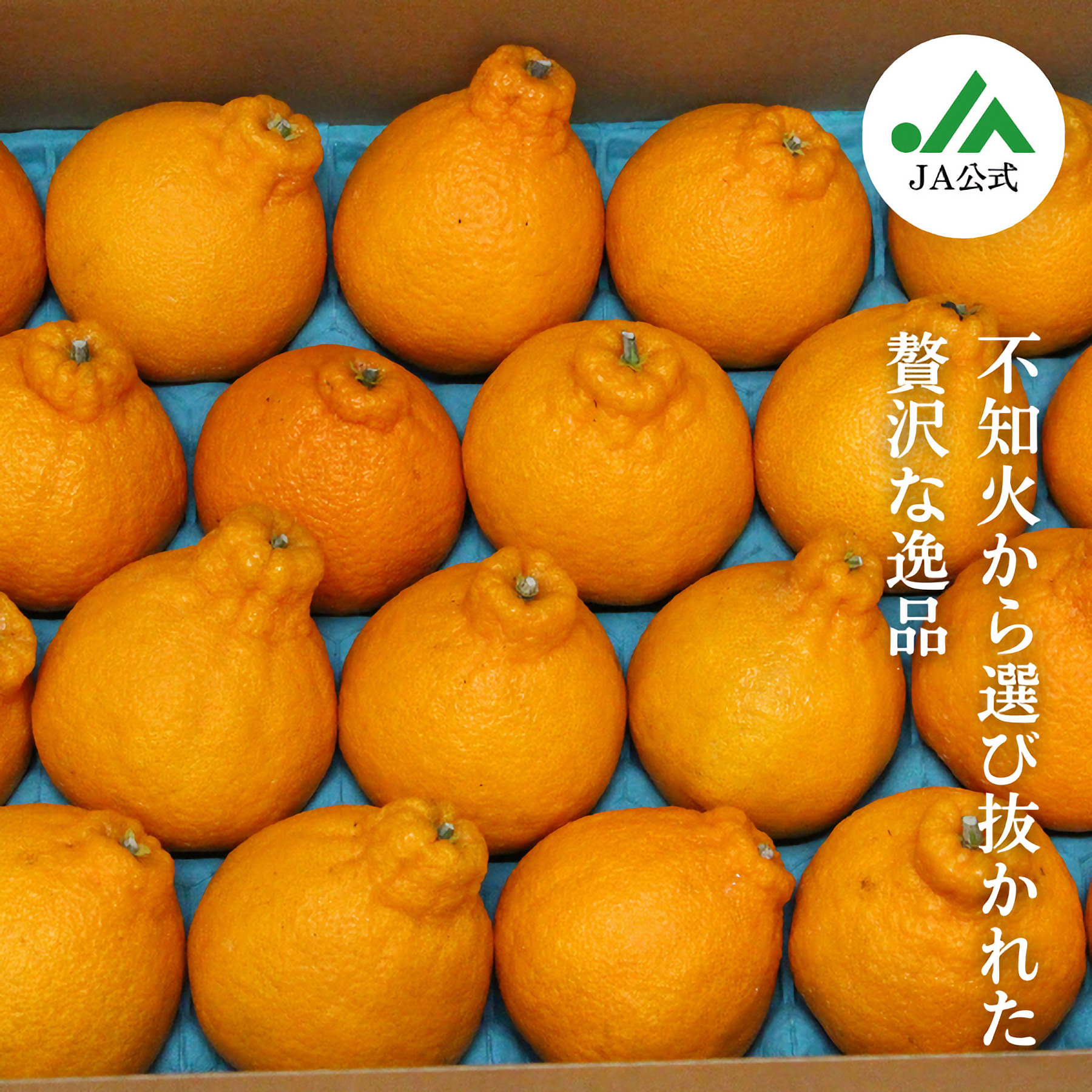 長崎ハウスデコポンの商品画像 1