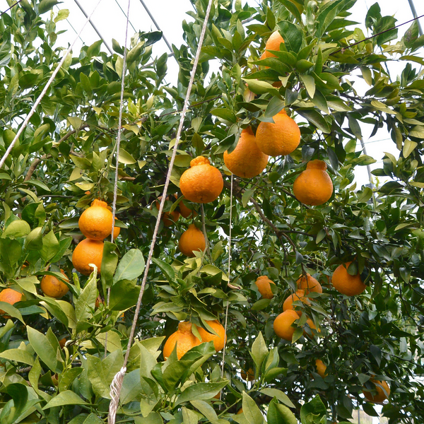 長崎ハウスデコポン | JA長崎せいひ公式オンラインショップ｜長崎県の