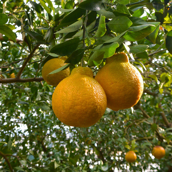 長崎デコポン（露地） | JA長崎せいひ公式オンラインショップ｜長崎県