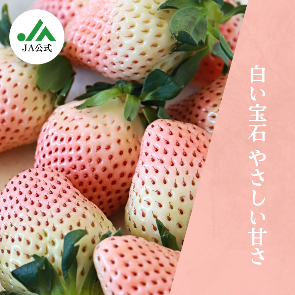 淡雪 500g ☆めずらしい白いちご、ほんのり甘い上品なお味♪☆彡 | JA