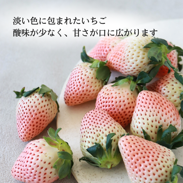 淡雪 500g ☆めずらしい白いちご、ほんのり甘い上品なお味♪☆彡 | JA
