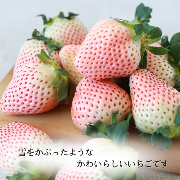 淡雪 500g ☆めずらしい白いちご、ほんのり甘い上品なお味♪☆彡 | JA