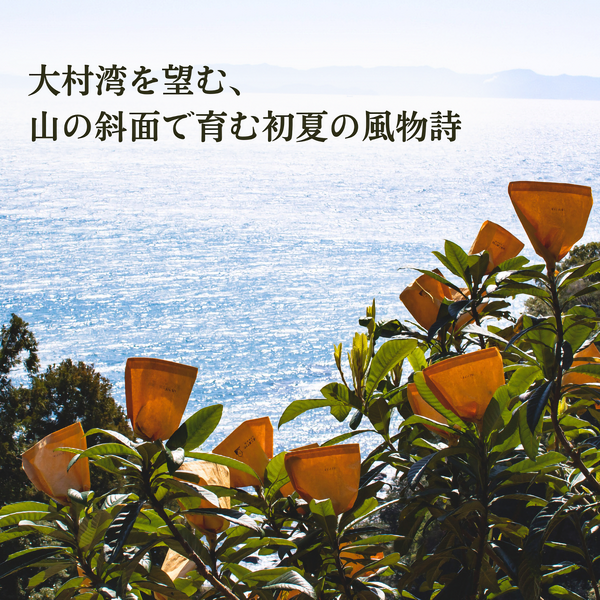 なつたより【長崎びわ】 | JA長崎せいひ公式オンラインショップ