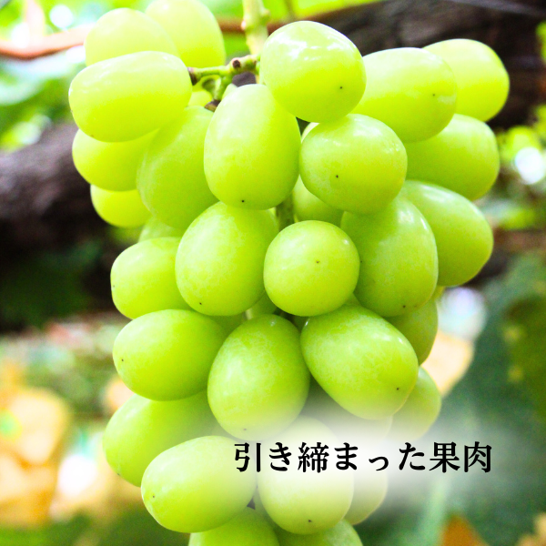 長崎ぶどう シャインマスカット | JA長崎せいひ公式オンラインショップ
