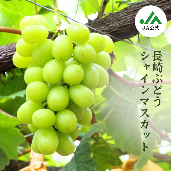 square_ぶどう_シャイン