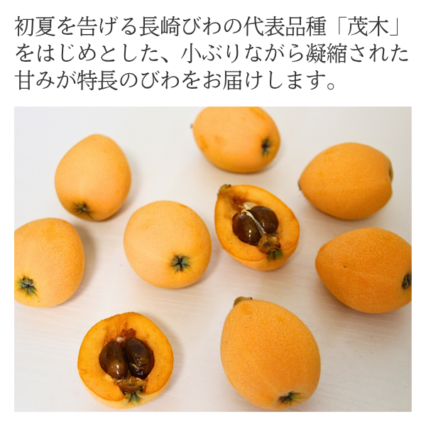 昔ながらの長崎びわ（茂木びわ等） | JA長崎せいひ公式オンライン