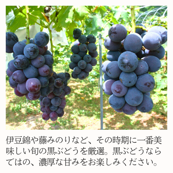 長崎ぶどう詰め合わせセットの商品画像 4