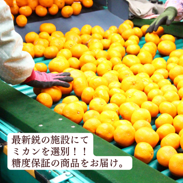 味ロマン」長崎 みかん | JA長崎せいひ公式オンラインショップ｜長崎県